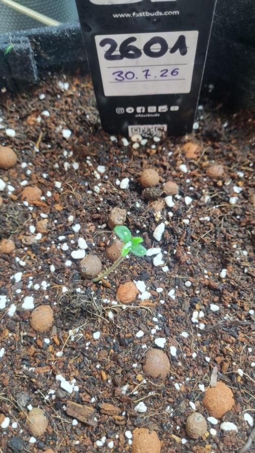 !FastBuds FBA unpublished TESTER GROW!. Week 2 - FBA2601
03.08.2026