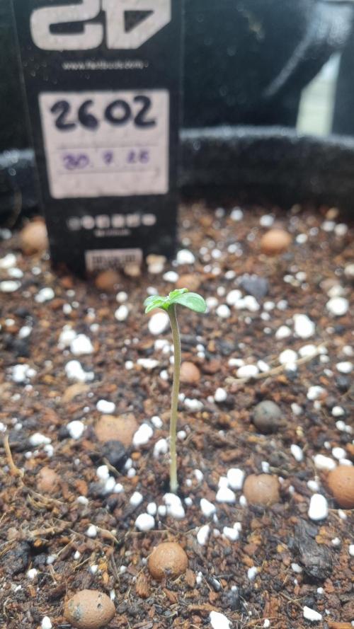 !FastBuds FBA unpublished TESTER GROW!. Week 2 - FBA2602
03.08.2026