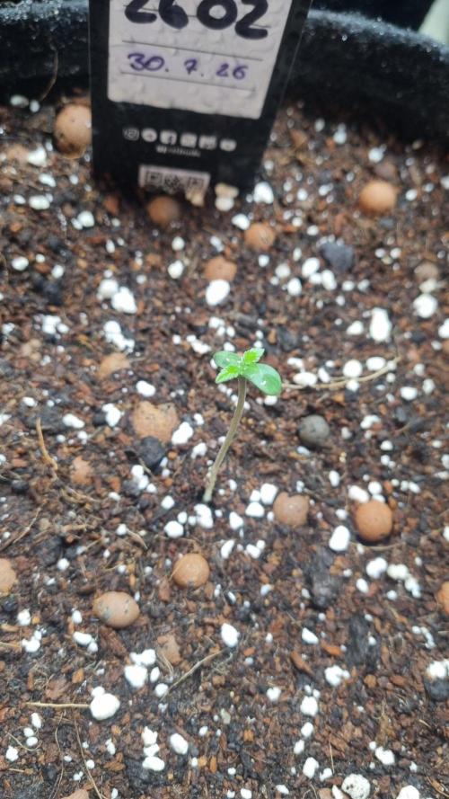!FastBuds FBA unpublished TESTER GROW!. Week 2 - FBA2602
03.08.2026