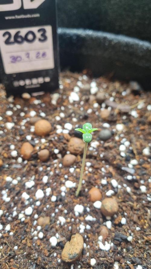 !FastBuds FBA unpublished TESTER GROW!. Week 2 - FBA2603
03.08.2026