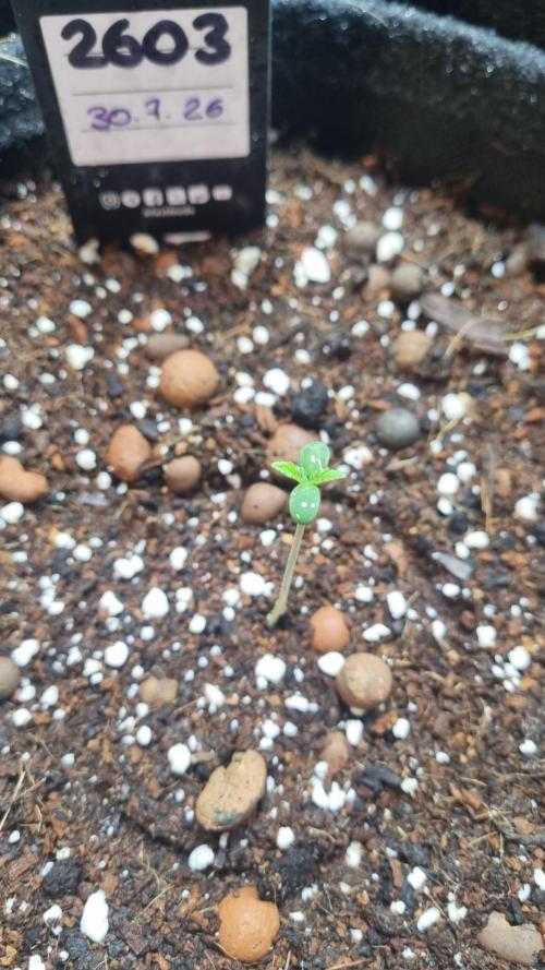 !FastBuds FBA unpublished TESTER GROW!. Week 2 - FBA2603
03.08.2026