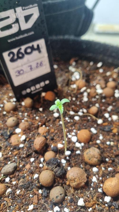 !FastBuds FBA unpublished TESTER GROW!. Week 2 - FBA2604
03.08.2026