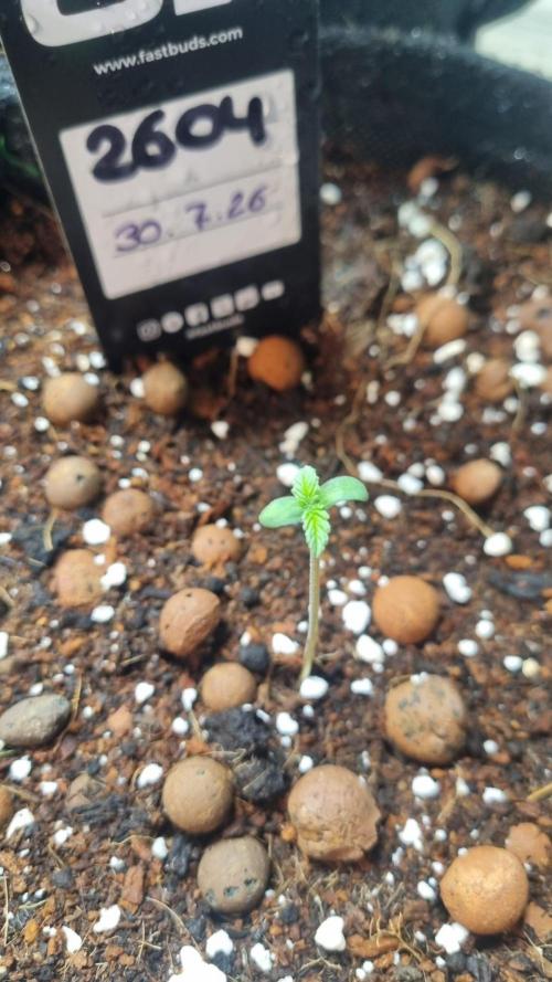 !FastBuds FBA unpublished TESTER GROW!. Week 2 - FBA2604
03.08.2026