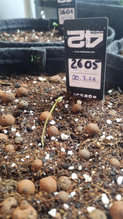 !FastBuds FBA unpublished TESTER GROW!. Week 2 - FBA2605
03.08.2026