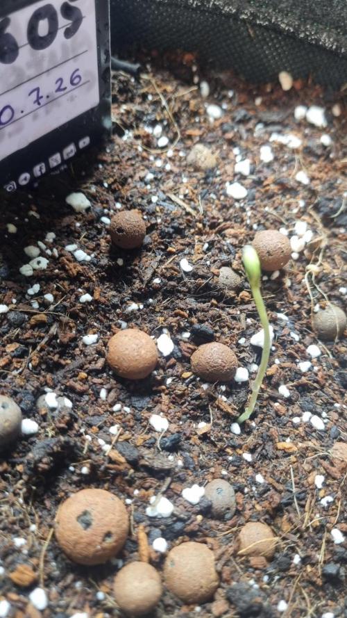 !FastBuds FBA unpublished TESTER GROW!. Week 2 - FBA2605
03.08.2026