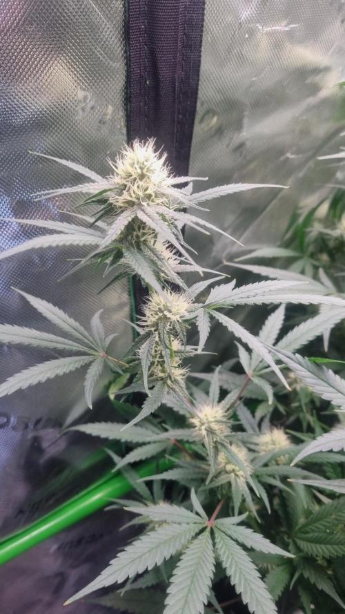 NEW Lemon Cherry Sundae RDWC. Week 10