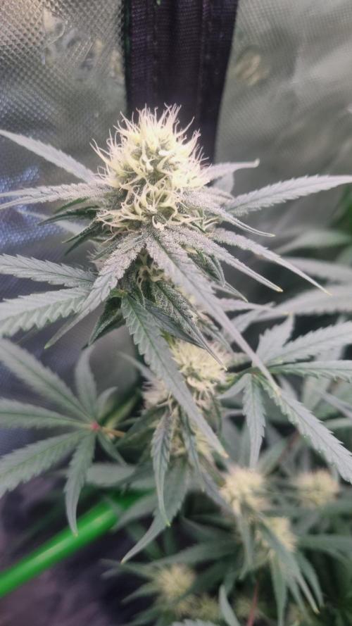 NEW Lemon Cherry Sundae RDWC. Week 10