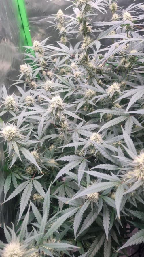 NEW Lemon Cherry Sundae RDWC. Week 10