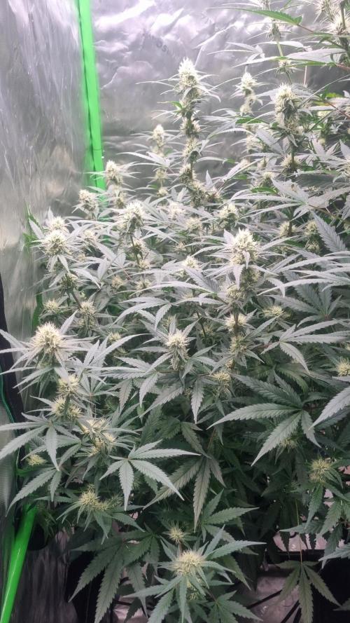 NEW Lemon Cherry Sundae RDWC. Week 10