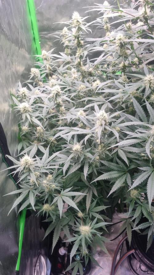 NEW Lemon Cherry Sundae RDWC. Week 10