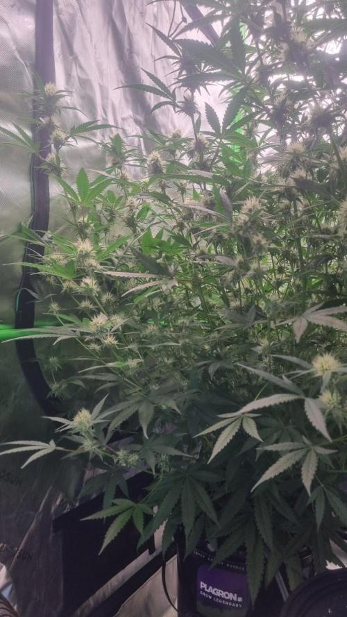 NEW Lemon Cherry Sundae RDWC. Week 10