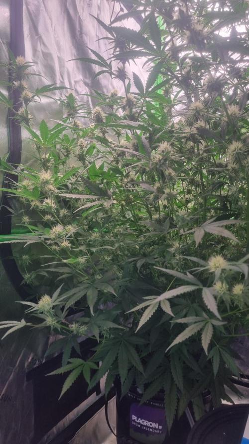 NEW Lemon Cherry Sundae RDWC. Week 10