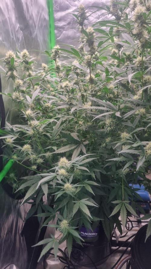 NEW Lemon Cherry Sundae RDWC. Week 10