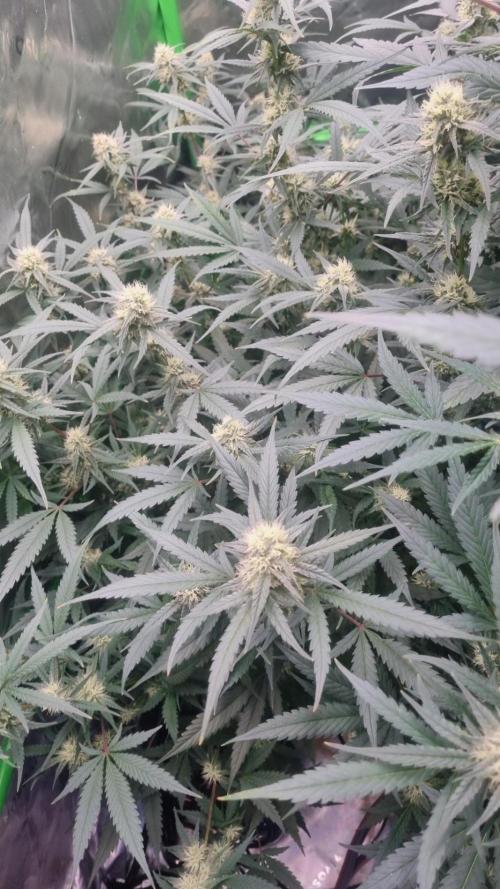 Grow Tent S448 48x48x80. Week 10