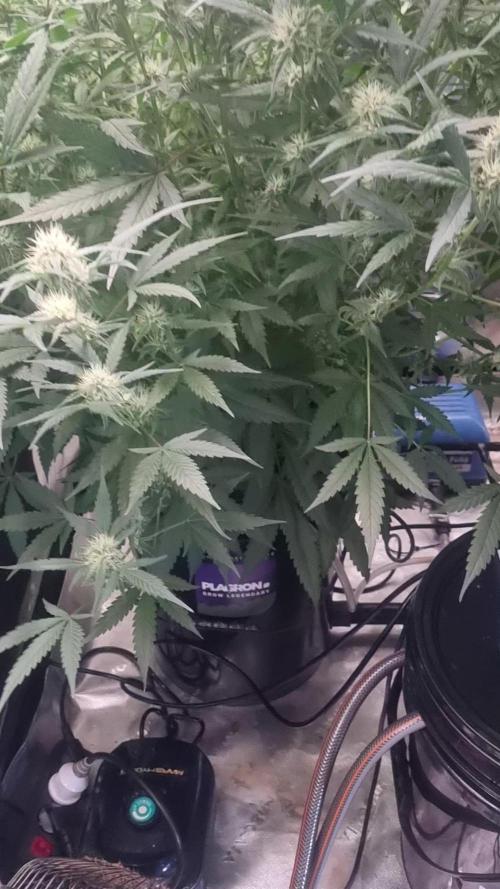 NEW Lemon Cherry Sundae RDWC