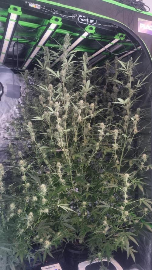 NEW Mango Cherry Runtz Automatic RDWC. Week 10