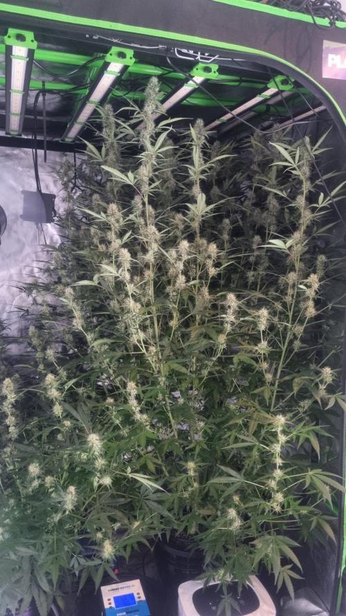 NEW Mango Cherry Runtz Automatic RDWC. Week 10