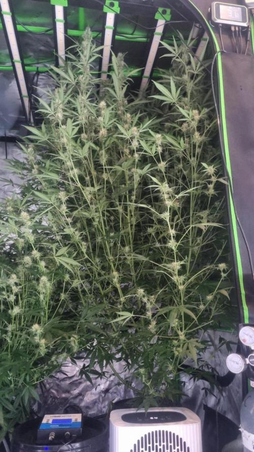 NEW Mango Cherry Runtz Automatic RDWC. Week 10