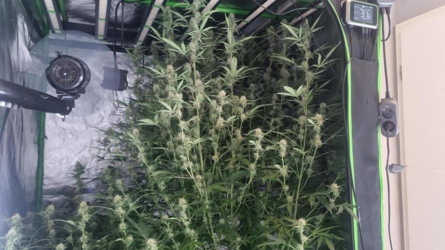 NEW Mango Cherry Runtz Automatic RDWC. Week 10