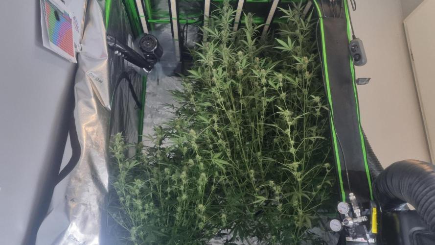NEW Mango Cherry Runtz Automatic RDWC. Week 10