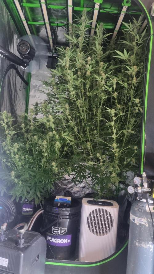 NEW Mango Cherry Runtz Automatic RDWC. Week 10