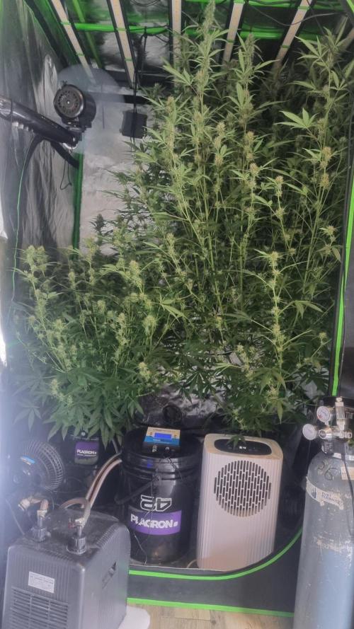 NEW Mango Cherry Runtz Automatic RDWC. Week 10