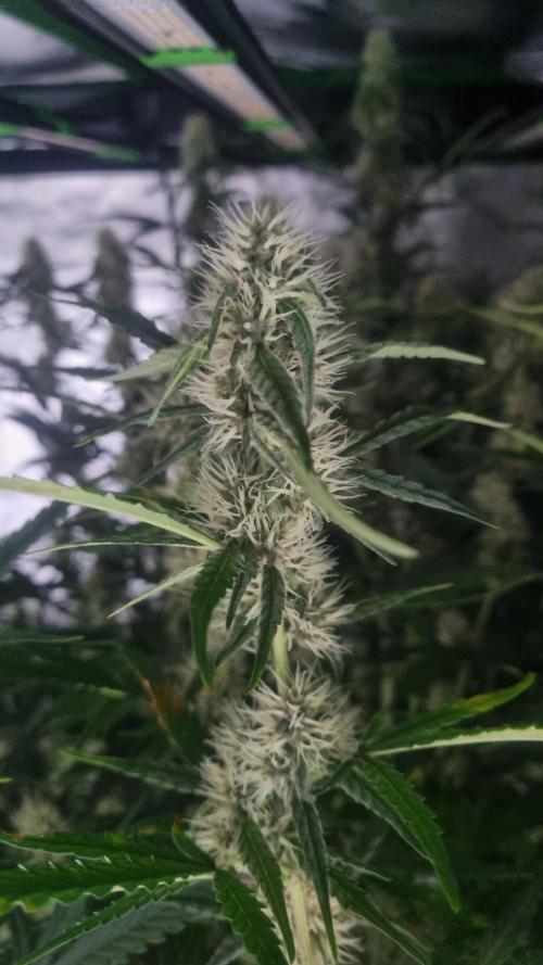 NEW Mango Cherry Runtz Automatic RDWC. Week 10