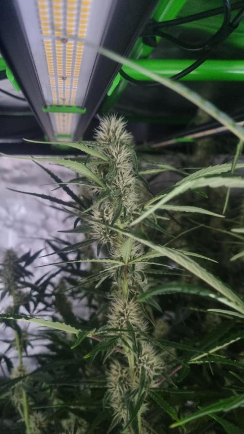 NEW Mango Cherry Runtz Automatic RDWC. Week 10