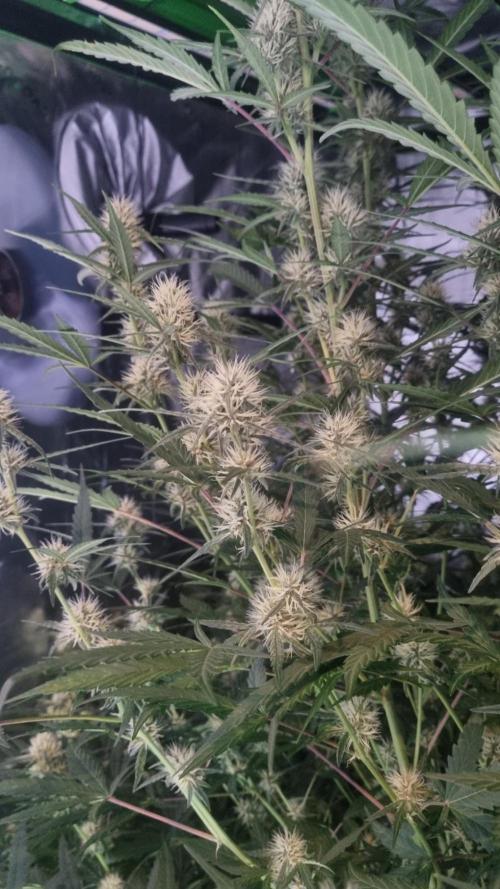NEW Mango Cherry Runtz Automatic RDWC. Week 10