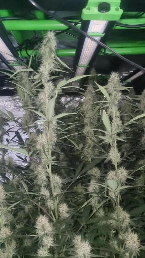Mango Cherry Runtz Auto. Week 10