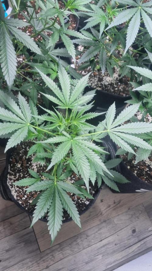 G-Donutz. Week 5