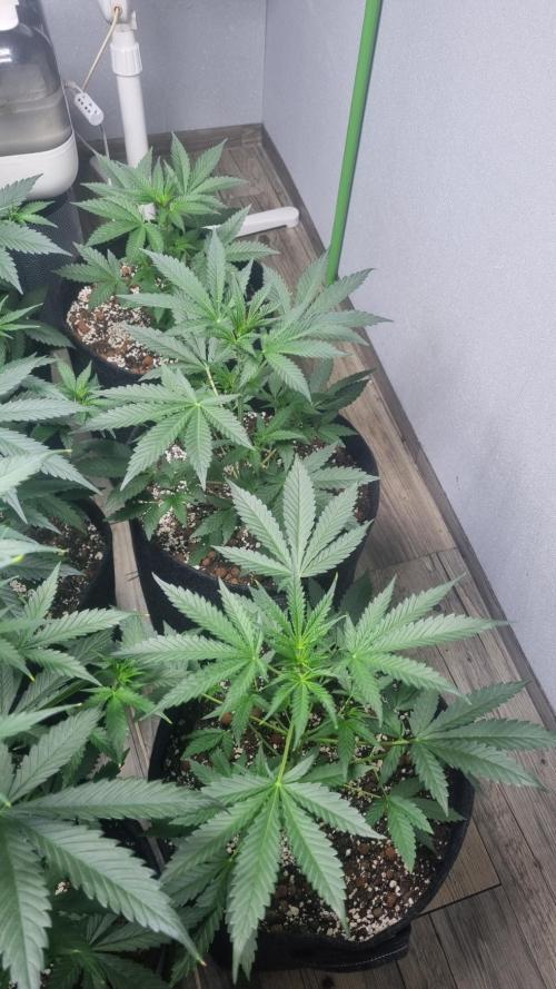 GoodGenetix Permanent-G Automatic. Week 5