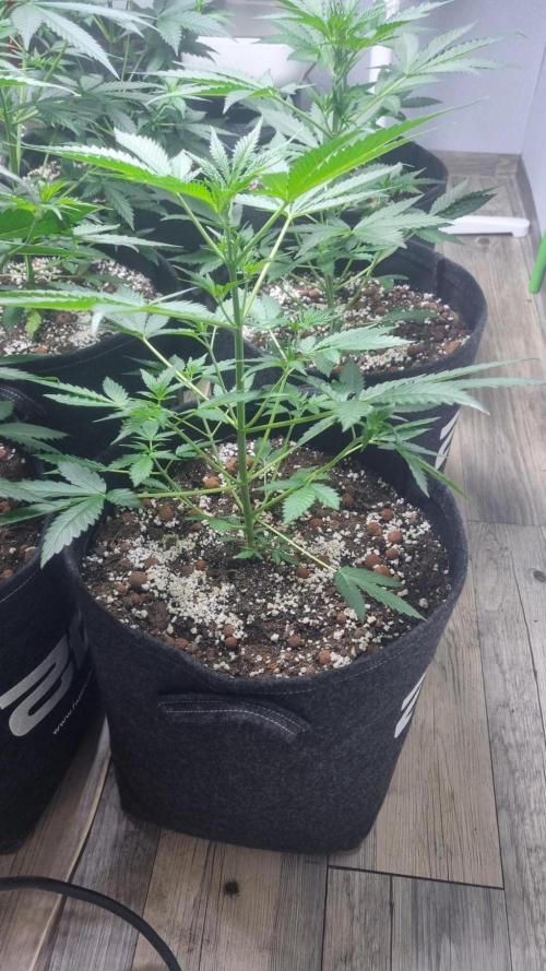GoodGenetix Permanent-G Automatic. Week 5