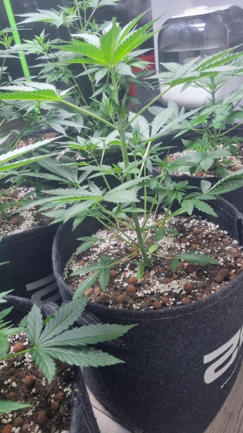 GoodGenetix Permanent-G Automatic. Week 5