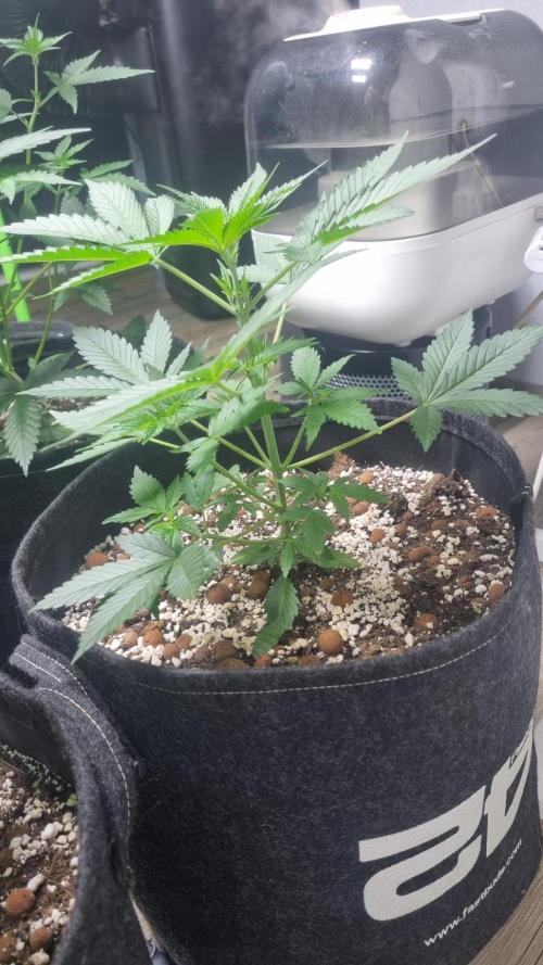 GoodGenetix Permanent-G Automatic. Week 5