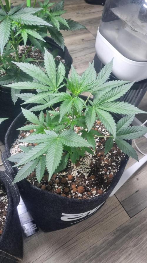GoodGenetix Permanent-G Automatic. Week 5