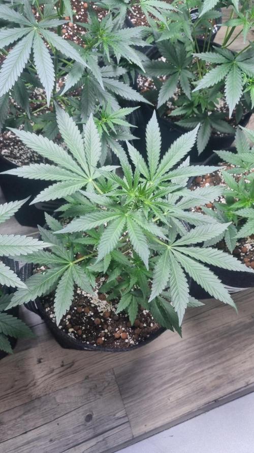 GoodGenetix Permanent-G Automatic. Week 5