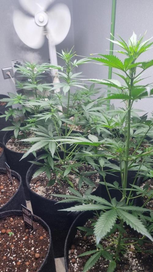 GoodGenetix G-Donutz Automatic. Week 5