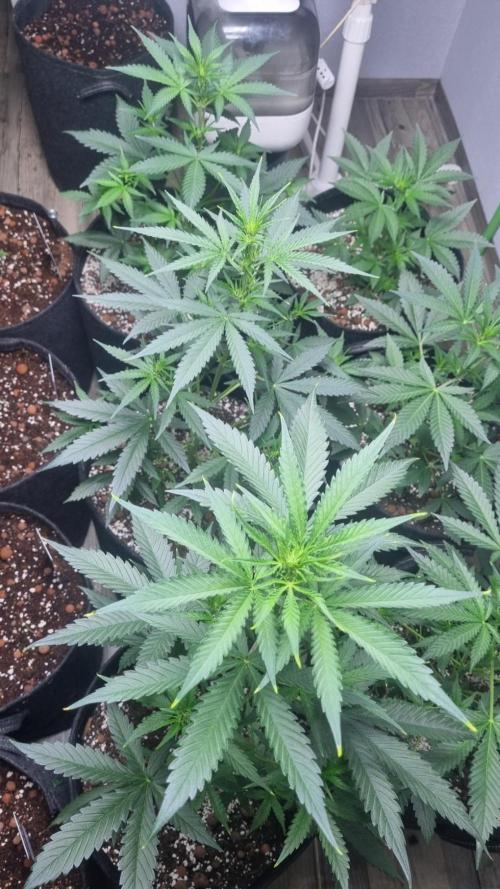 GoodGenetix G-Donutz Automatic. Week 5
