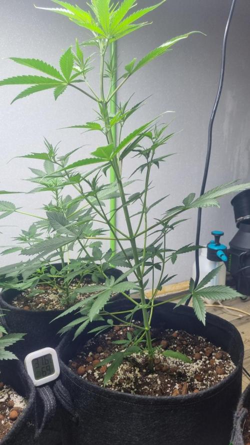 GoodGenetix G-Donutz Automatic. Week 5