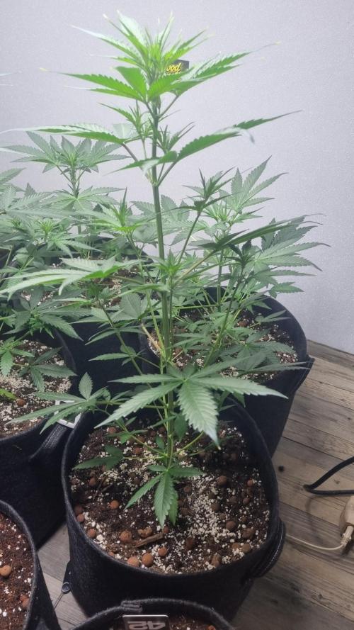 GoodGenetix G-Donutz Automatic. Week 5