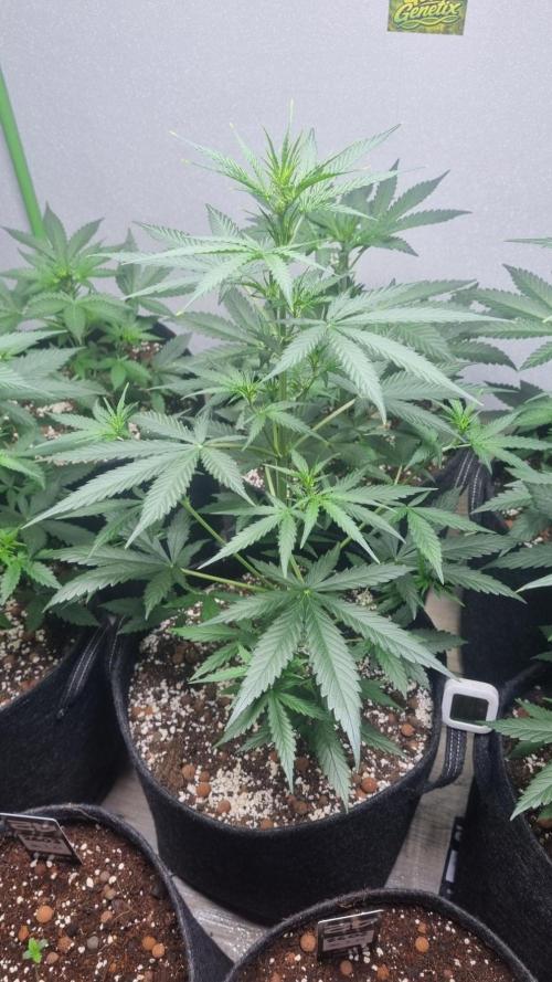 GoodGenetix G-Donutz Automatic. Week 5