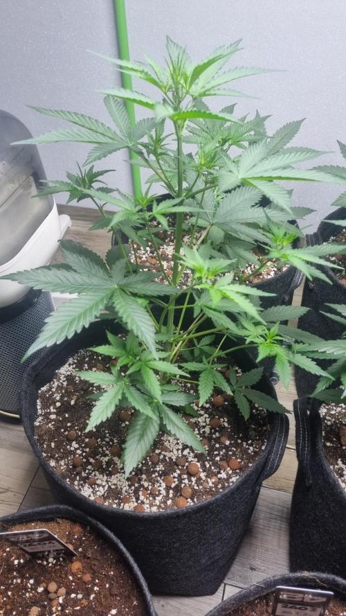 GoodGenetix G-Donutz Automatic. Week 5