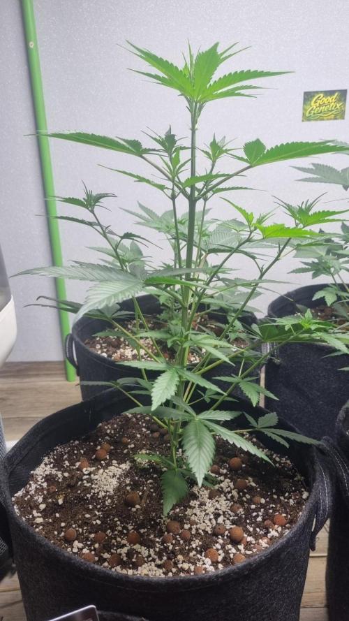 GoodGenetix G-Donutz Automatic. Week 5