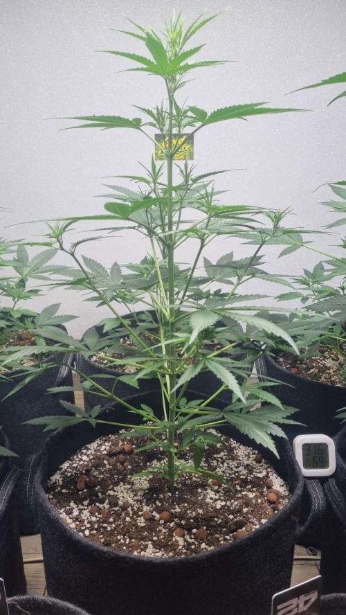 GoodGenetix G-Donutz Automatic. Week 5