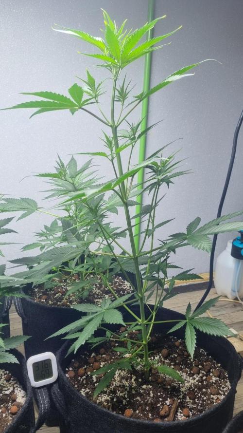 G-Donutz. Week 5