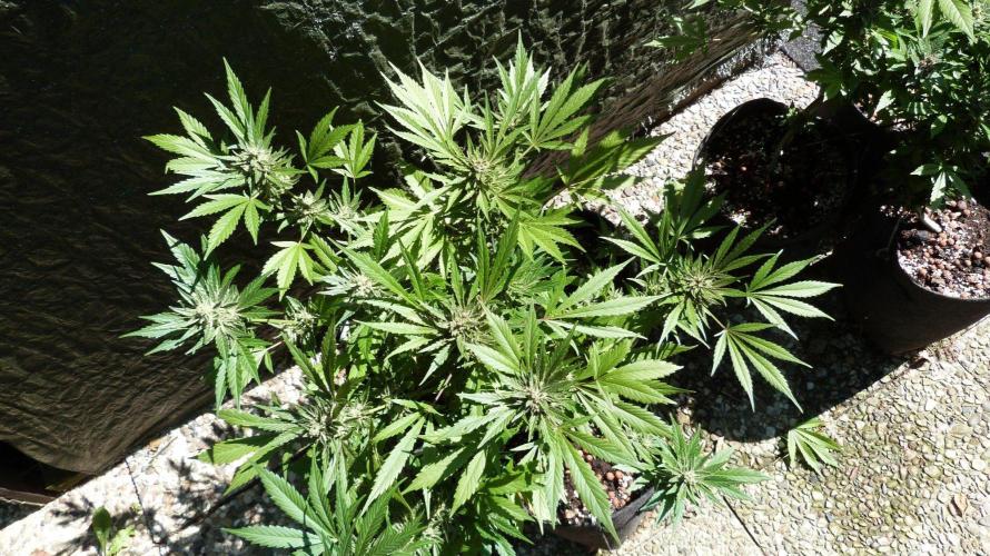 3in1 OUTDOOR Apricot Automatic FastBuds. Week 13 - 08.08.2026