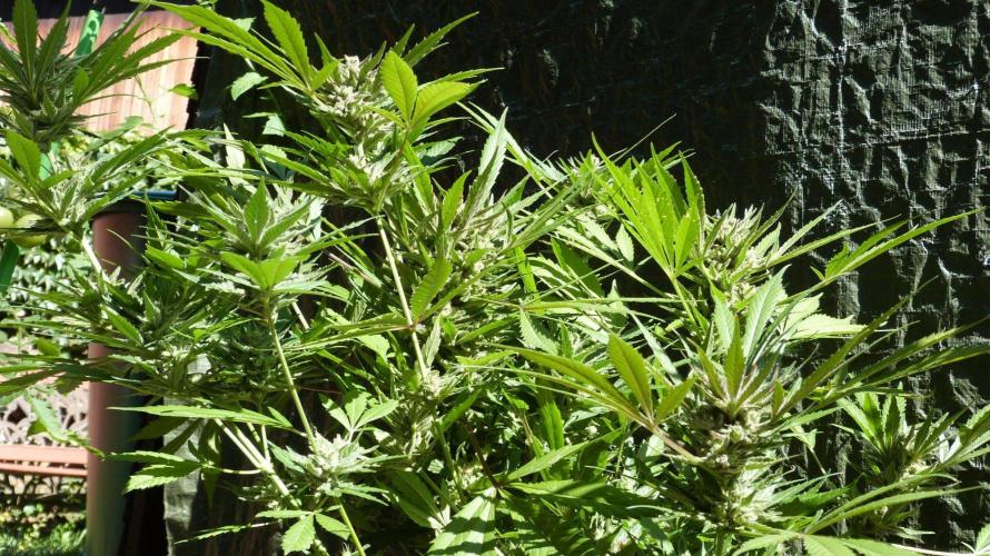 3in1 OUTDOOR Apricot Automatic FastBuds. Week 13 - 08.08.2026