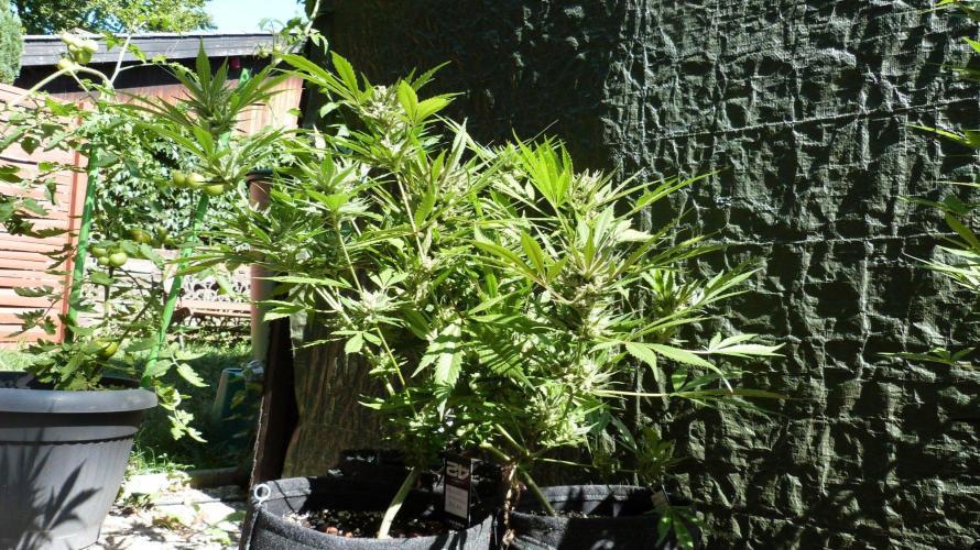3in1 OUTDOOR Apricot Automatic FastBuds. Week 13 - 08.08.2026