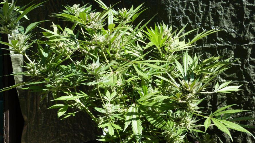 3in1 OUTDOOR Apricot Automatic FastBuds. Week 13 - 08.08.2026